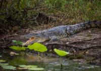 images/Touren/NT/ATA-8-Tage-1terTeil/ATA-Mary_River_crocodile 6.jpg